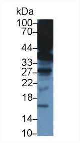 TTPA Antibody - Western Blot; Sample: Mouse Liver lysate; ;Primary Ab: 1µg/ml Rabbit Anti-Mouse TTPa Antibody;Second Ab: 0.2µg/mL HRP-Linked Caprine Anti-Rabbit IgG Polyclonal Antibody;