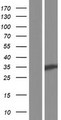 TTPA Protein - Western validation with an anti-DDK antibody * L: Control HEK293 lysate R: Over-expression lysate
