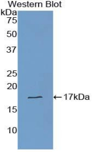 TTR / Transthyretin Antibody - Western blot of recombinant TTR / Transthyretin.  This image was taken for the unconjugated form of this product. Other forms have not been tested.