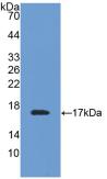 TTR / Transthyretin Antibody - Western Blot; Sample: Recombinant TTR, Mouse.