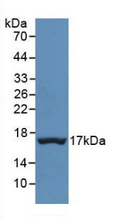 TTR / Transthyretin Antibody - Western Blot; Sample: Recombinant TTR, Human.