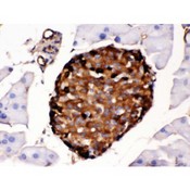TTR / Transthyretin Antibody - Prealbumin antibody IHC-paraffin. IHC(P): Mouse Pancreas Tissue.
