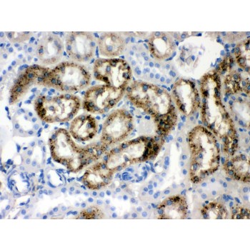 TTR / Transthyretin Antibody - Prealbumin antibody IHC-paraffin. IHC(P): Rat Kidney Tissue.