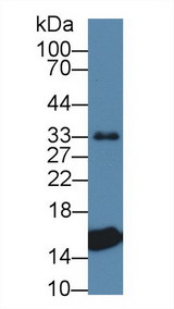 TTR / Transthyretin Antibody - Western Blot; Sample: Porcine Heart lysate; Primary Ab: 1µg/ml Rabbit Anti-Porcine TTR Antibody Second Ab: 0.2µg/mL HRP-Linked Caprine Anti-Rabbit IgG Polyclonal Antibody