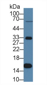 TTR / Transthyretin Antibody - Western Blot; Sample: Porcine Liver lysate; Primary Ab: 1µg/ml Rabbit Anti-Porcine TTR Antibody Second Ab: 0.2µg/mL HRP-Linked Caprine Anti-Rabbit IgG Polyclonal Antibody (Catalog: SAA544Rb19