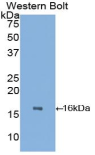 TTR / Transthyretin Antibody - Western blot of recombinant TTR / Transthyretin.  This image was taken for the unconjugated form of this product. Other forms have not been tested.