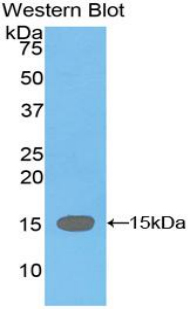 TTR / Transthyretin Antibody - Western blot of recombinant TTR / Transthyretin.  This image was taken for the unconjugated form of this product. Other forms have not been tested.