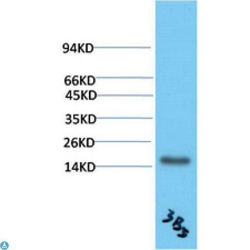 TTR / Transthyretin Antibody - Western blot analysis of Human Serum using TTR Mouse mAb diluted at 1:2000.