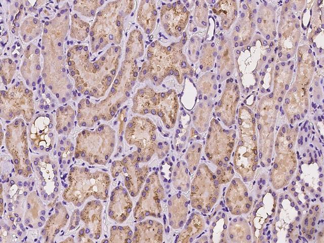 TTR / Transthyretin Antibody - Immunochemical staining of human TTR in human kidney with rabbit polyclonal antibody at 1:500 dilution, formalin-fixed paraffin embedded sections.