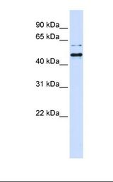 TUB / Tubby Antibody - 293T cell lysate. Antibody concentration: 1.0 ug/ml. Gel concentration: 12%.  This image was taken for the unconjugated form of this product. Other forms have not been tested.