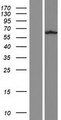 TUB / Tubby Protein - Western validation with an anti-DDK antibody * L: Control HEK293 lysate R: Over-expression lysate