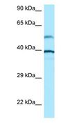 TUBA1A / Tubulin Alpha 1a Antibody - TUBA1A / Tubulin Alpha 1A antibody Western Blot of Jurkat.  This image was taken for the unconjugated form of this product. Other forms have not been tested.