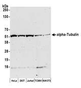 TUBA1A / Tubulin Alpha 1a Antibody - Detection of human and mouse alpha-Tubulin by western blot. Samples: Whole cell lysate (50 µg) from HeLa, HEK293T, Jurkat, mouse TCMK-1, and mouse NIH 3T3 cells prepared using NETN lysis buffer. Antibody: Affinity purified rabbit anti-alpha-Tubulin antibody used for WB at 1:1000. Detection: Chemiluminescence with an exposure time of 3 minutes.