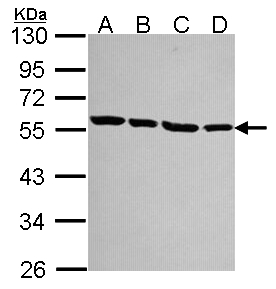TUBA1A / Tubulin Alpha 1a Antibody - Sample (30 ug of whole cell lysate). A:293T, B: A431 , C: JurKat, D: Raji. 10% SDS PAGE. TUBA1A / Tubulin Alpha 1a antibody diluted at 1:1000.