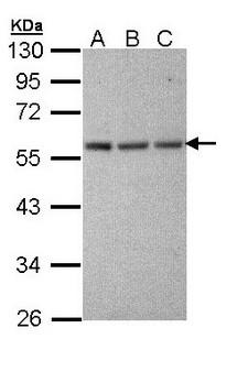 TUBA1A / Tubulin Alpha 1a Antibody - Sample (30 ug of whole cell lysate). A: HeLa, B: Hep G2 , C: Molt-4 . 10% SDS PAGE. TUBA1A / Tubulin Alpha 1a antibody diluted at 1:10000