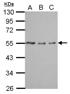 TUBA1A / Tubulin Alpha 1a Antibody - Sample (whole cell lysate). A:293T 20 ug, B:293T 10 ug, C:293T 5 ug. 10% SDS PAGE. TUBA1A / Tubulin Alpha 1a antibody diluted at 1:10000.