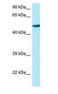 TUBA1A / Tubulin Alpha 1a Antibody - TUBA1A / Tubulin Alpha 1A antibody Western Blot of HeLa.  This image was taken for the unconjugated form of this product. Other forms have not been tested.