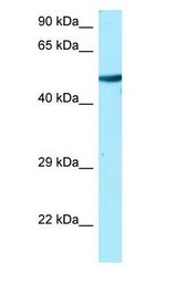 TUBA1A / Tubulin Alpha 1a Antibody - TUBA1A / Tubulin Alpha 1A antibody Western Blot of HeLa.  This image was taken for the unconjugated form of this product. Other forms have not been tested.