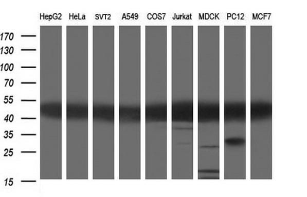 TUBA1A / Tubulin Alpha 1a Antibody - Western blot of extracts (35ug) from 9 different cell lines by using anti-TUBA1A monoclonal antibody (HepG2: human; HeLa: human; SVT2: mouse; A549: human; COS7: monkey; Jurkat: human; MDCK: canine; PC12: rat; MCF7: human).