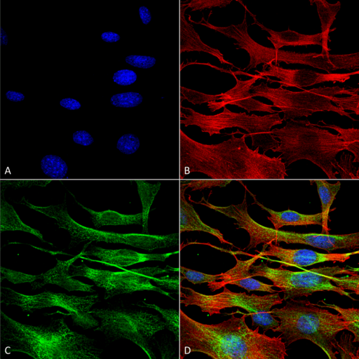 TUBA1B / Tubulin Alpha 1B Antibody - Immunocytochemistry/Immunofluorescence analysis using Rabbit Anti-alpha Tubulin Polyclonal Antibody. Tissue: Fibroblast cell line (NIH 3T3). Species: Mouse. Fixation: 4% Formaldehyde for 15 min at RT. Primary Antibody: Rabbit Anti-alpha Tubulin Polyclonal Antibody  at 1:100 for 60 min at RT. Secondary Antibody: Goat Anti-Rabbit ATTO 488 at 1:200 for 60 min at RT. Counterstain: Phalloidin Texas Red F-Actin stain; DAPI (blue) nuclear stain at 1:1000, 1:5000 for 60 min at RT, 5 min at RT. Localization: Cytoplasm, Cytoskeleton. Magnification: 60X. (A) DAPI (blue) nuclear stain (B) Phalloidin Texas Red F-Actin stain (C) alpha Tubulin Antibody (D) Composite.