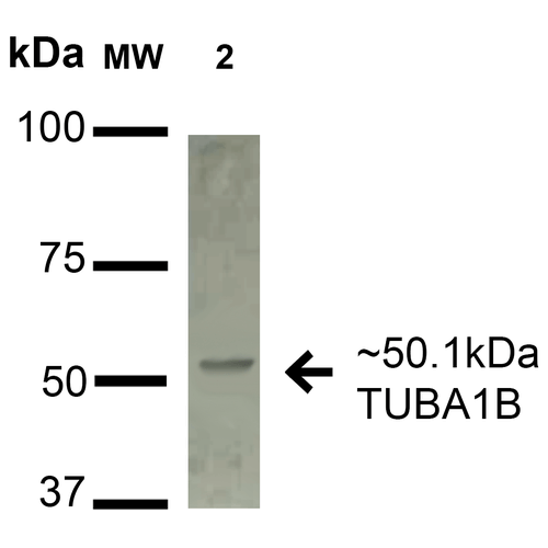 TUBA1B / Tubulin Alpha 1B Antibody - Western blot analysis of Human Lung carcinoma epithelial cell line (A549) lysate showing detection of 50.1 kDa alpha Tubulin Antibody protein using Rabbit Anti-alpha Tubulin Antibody Polyclonal Antibody. Lane 1: Molecular Weight Ladder (MW). Lane 2: Human A549 cell lysates. Load: 15 µg. Block: 2% BSA and 2% Skim Milk in 1X TBST. Primary Antibody: Rabbit Anti-alpha Tubulin Antibody Polyclonal Antibody  at 1:1000 for 16 hours at 4°C. Secondary Antibody: Goat Anti-Rabbit IgG: HRP at 1:2000 for 60 min at RT. Color Development: ECL solution for 6 min in RT. Predicted/Observed Size: 50.1 kDa.