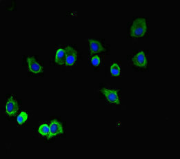 TUBA1B / Tubulin Alpha 1B Antibody - Immunofluorescent analysis of HepG-2 cells diluted at 1:100 and Alexa Fluor 488-congugated AffiniPure Goat Anti-Rabbit IgG(H+L)