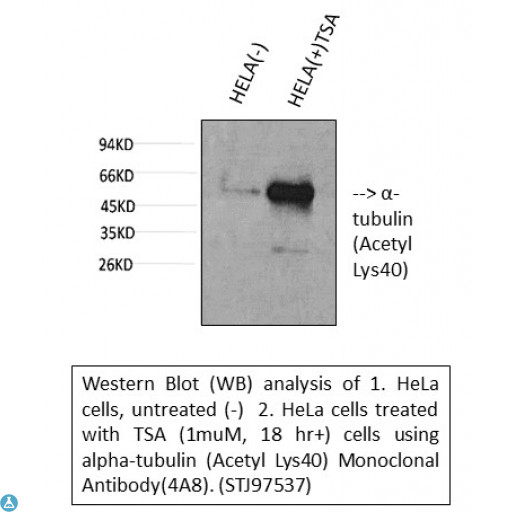 TUBA1B / Tubulin Alpha 1B Antibody - Western blot (WB) analysis of alpha-tubulin (Acetyl Lys40) monoclonal antibody (4A8).