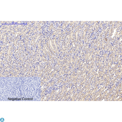 TUBA1B / Tubulin Alpha 1B Antibody - Immunohistochemical analysis of mouse kidney tissue. Anti-alpha-tubulin (Acetyl Lys40) at 1:200 (4°C, overnight). Antigen retrieval - Sodium Citrate pH6 (>98°C, 20min). Secondary - 1:200 (room temp, 30min). Negative control - Secondary only