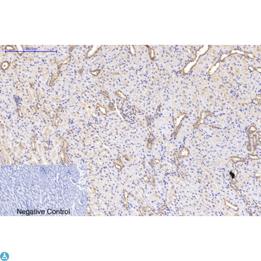 TUBA1B / Tubulin Alpha 1B Antibody - Immunohistochemical analysis of rat kidney tissue. STJ97537 was diluted at 1:200 (4°C, overnight). Sodium citrate pH6.0 was used for antibody retrieval (>98°C, 20min). Secondary antibody was diluted at 1:200 (room temperature, 30min). Negative control plate was secondary antibody only.