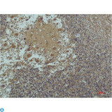 TUBA1B / Tubulin Alpha 1B Antibody - Immunohistochemical (IHC) analysis of paraffin-embedded Human Brain Tissue using a-tubulin(Acetyl Lys40) Mouse Monoclonal Antibody diluted at 1:200.