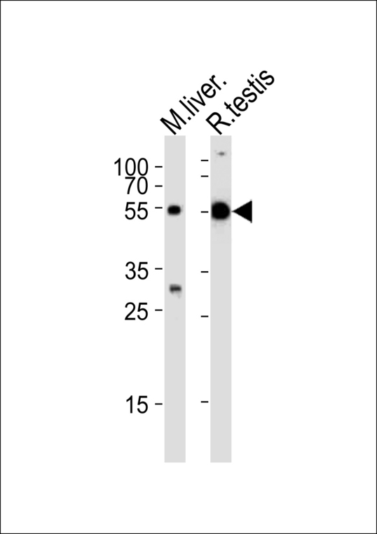 TUBA1C / Tubulin Alpha 1C Antibody - Western blot of lysates from mouse liver and rat testis tissue lysate (from left to right), using TUBA1C Antibody. Antibody was diluted at 1:1000 at each lane. A goat anti-rabbit IgG H&L (HRP) at 1:5000 dilution was used as the secondary antibody. Lysates at 35ug per lane.