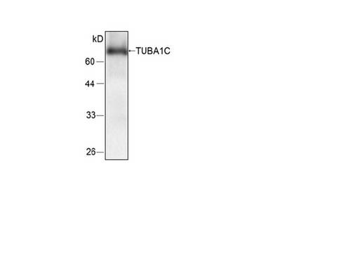 TUBA1C / Tubulin Alpha 1C Antibody