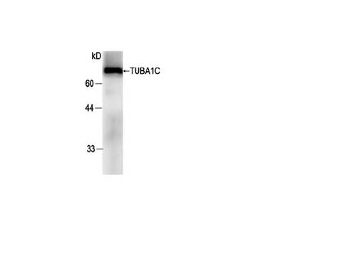 TUBA1C / Tubulin Alpha 1C Antibody