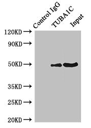 TUBA1C / Tubulin Alpha 1C Antibody - Immunoprecipitating TUBA1C in K562 whole cell lysate Lane 1: Rabbit monoclonal IgG (1µg) instead of product in K562 whole cell lysate.For western blotting,a HRP-conjugated Protein G antibody was used as the Secondary antibody (1/50000) Lane 2: product (4µg) + K562 whole cell lysate (500µg) Lane 3: K562 whole cell lysate (20µg)