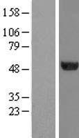 TUBA1C / Tubulin Alpha 1C Protein - Western validation with an anti-DDK antibody * L: Control HEK293 lysate R: Over-expression lysate