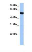 TUBA3C + TUBA3D Antibody - HepG2 cell lysate. Antibody concentration: 1.0 ug/ml. Gel concentration: 12%.  This image was taken for the unconjugated form of this product. Other forms have not been tested.