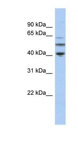 TUBA3C / Tubulin Alpha 3C Antibody - TUBA3C antibody Western blot of OVCAR-3 cell lysate. This image was taken for the unconjugated form of this product. Other forms have not been tested.