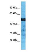 TUBA3C / Tubulin Alpha 3C Antibody - TUBA3D antibody Western Blot of Jurkat. Antibody dilution: 1 ug/ml.  This image was taken for the unconjugated form of this product. Other forms have not been tested.