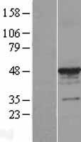 TUBA3C / Tubulin Alpha 3C Protein - Western validation with an anti-DDK antibody * L: Control HEK293 lysate R: Over-expression lysate