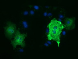 TUBA3E / Tubulin Alpha 3E Antibody - Anti-TUBA3E mouse monoclonal antibody  immunofluorescent staining of COS7 cells transiently transfected by pCMV6-ENTRY TUBA3E.