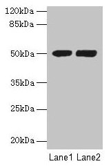 TUBA3E / Tubulin Alpha 3E Antibody - Western blot All lanes: TUBA3E antibody at 3µg/ml Lane 1: MCF-7 whole cell lysate Lane 2: Hela whole cell lysate Secondary Goat polyclonal to rabbit IgG at 1/10000 dilution Predicted band size: 50 kDa Observed band size: 50 kDa