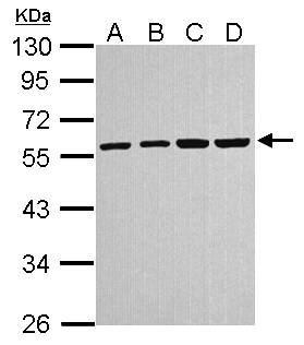 TUBA4A / TUBA1 Antibody - Sample (30 ug of whole cell lysate). A: A431, B: H1299, C: HeLa, D: Molt-4. 10% SDS PAGE. TUBA4A / TUBA1 antibody diluted at 1:1000.