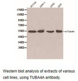 TUBA4A / TUBA1 Antibody - Western blot.