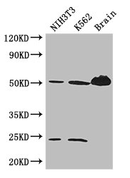 TUBA4A / TUBA1 Antibody - Positive WB detected in:NIH/3T3 whole cell lysate,K562 whole cell lysate,Mouse brain tissue;All lanes: TUBA4A antibody at 3ug/ml;Secondary;Goat polyclonal to rabbit IgG at 1/50000 dilution;Predicted band size: 50,49 kDa;Observed band size: 50,24 kDa;