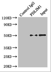 TUBA4A / TUBA1 Antibody - Immunoprecipitating TUBA4A in K562 whole cell lysate;Lane 1: Rabbit monoclonal IgG(1ug)instead of TUBA4A Antibody in K562 whole cell lysate.For western blotting, a HRP-conjugated light chain specific antibody was used as the Secondary antibody (1/50000);Lane 2: TUBA4A Antibody(4ug)+ K562 whole cell lysate(500ug);Lane 3: K562 whole cell lysate (20ug);