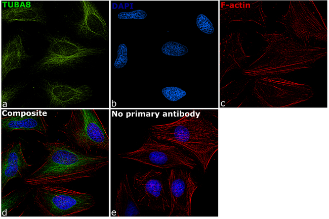 TUBA8 / Tubulin Alpha 8 Antibody - TUBA8 Antibody in Immunofluorescence (IF)