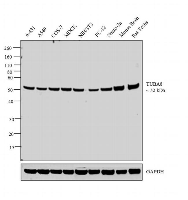 TUBA8 / Tubulin Alpha 8 Antibody - TUBA8 Antibody in Western Blot (WB)