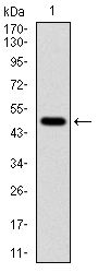 TUBA8 / Tubulin Alpha 8 Antibody - TUBA8 Antibody in Western Blot (WB)
