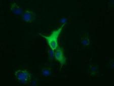 TUBA8 / Tubulin Alpha 8 Antibody - Anti-TUBA8 mouse monoclonal antibody  immunofluorescent staining of COS7 cells transiently transfected by pCMV6-ENTRY TUBA8.
