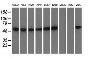 TUBA8 / Tubulin Alpha 8 Antibody - Western blot of extracts (35 ug) from 9 different cell lines by using anti-TUBA8 monoclonal antibody.